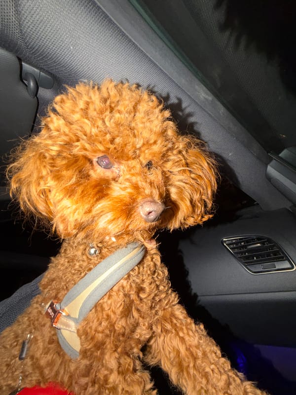Brown poodle rests in car during Sofia evening