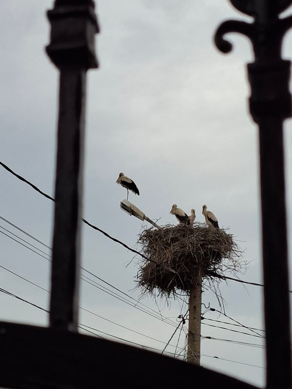 Storks on a pole, a street dog, and blooming window boxes