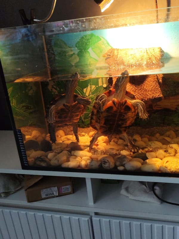 Red-eared slider turtles in a home aquarium, Shakhtarsk