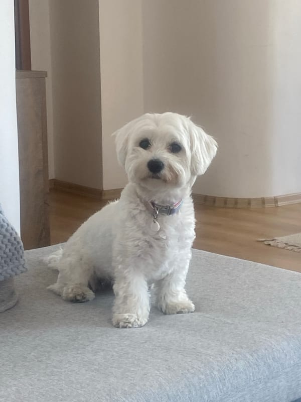 Dogs relaxing at home in Burgas