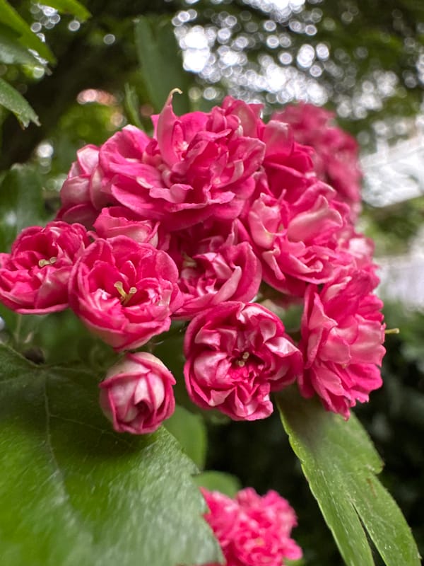 Pink hawthorn blossoms captured in bloom in Stavropol