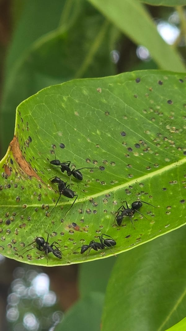 Witness documents diverse wildlife activity in Lhokseumawe gardens