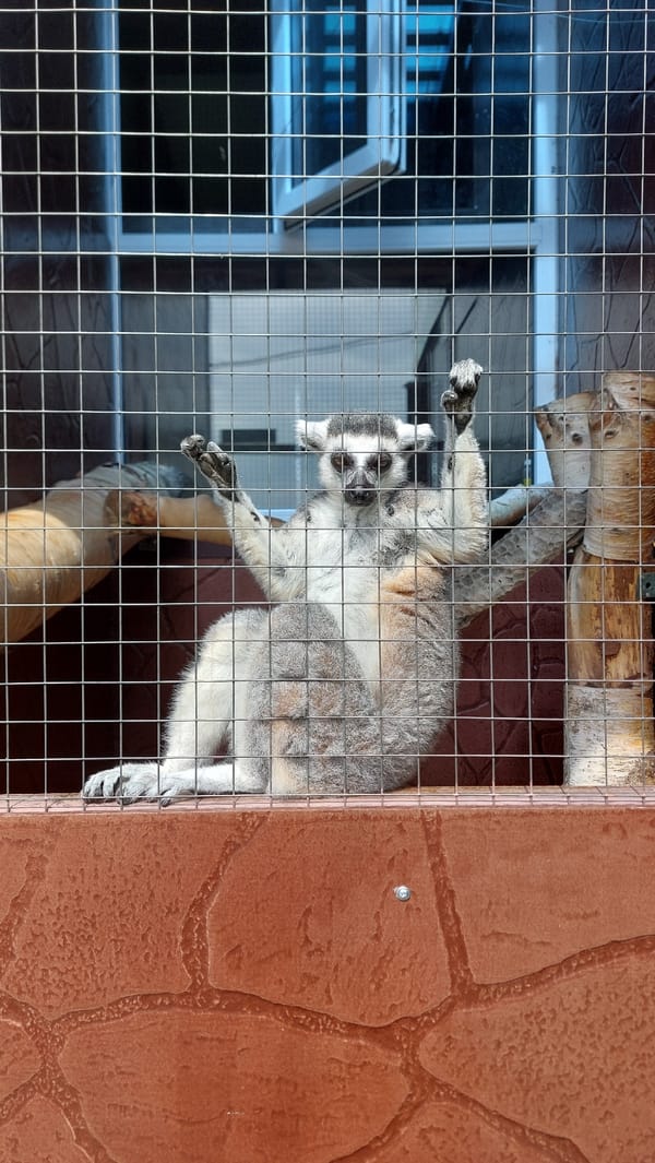 Zoo walk through bird and mammal enclosures, Russian signage visible