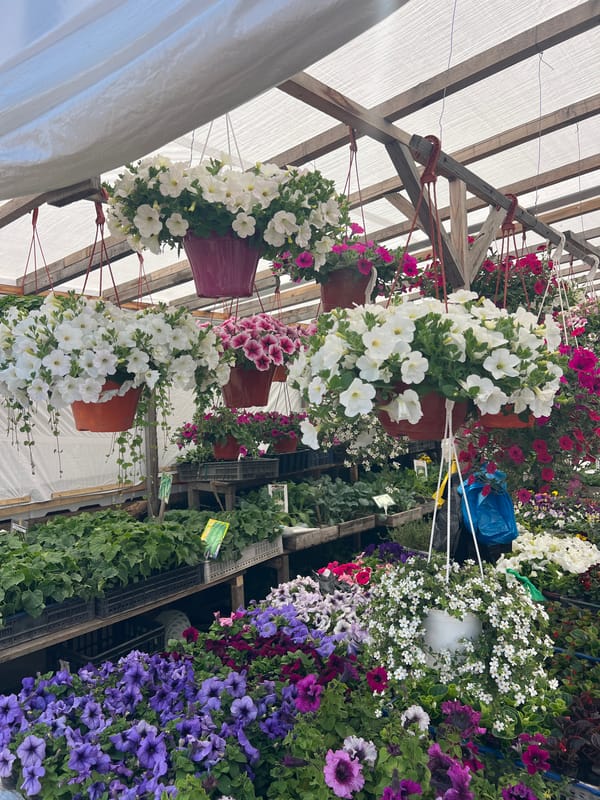 Early morning flower market captured in Zima Juzhnaja, Russia