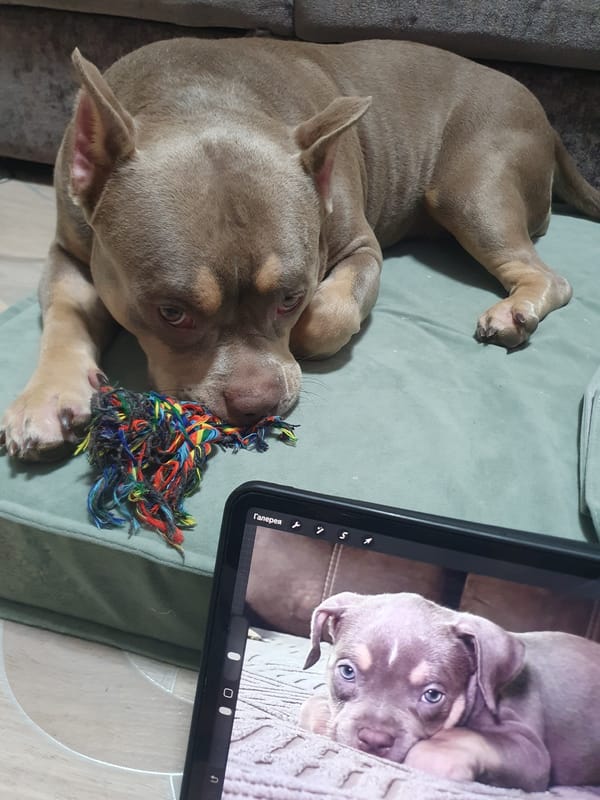 Dog plays with toys at home in Ulyanovsk