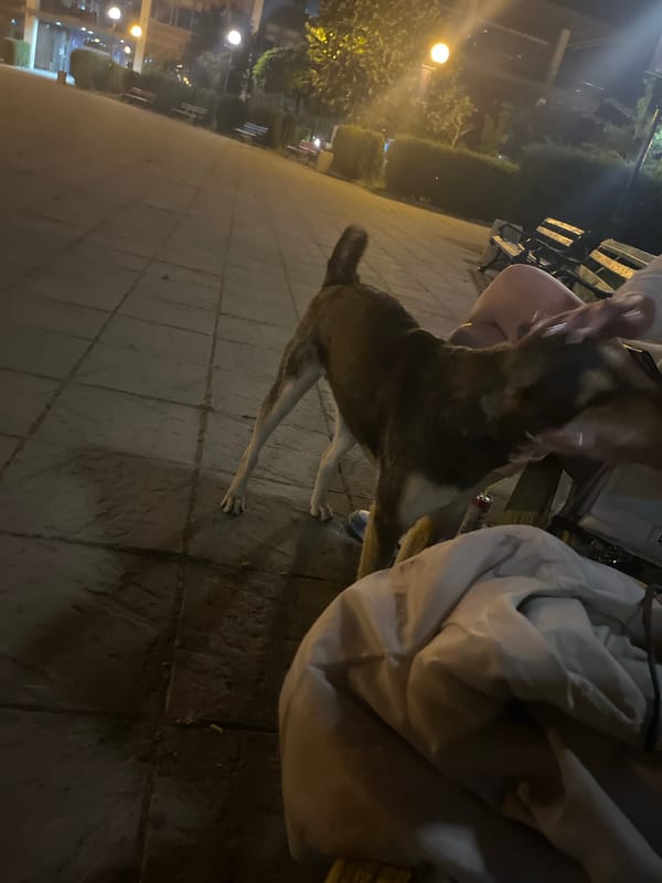 Dog interacts with person at Bulgaria Student Center walkway