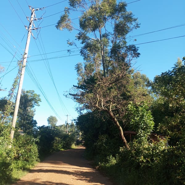 Rural dirt road winds through green countryside in Kenya