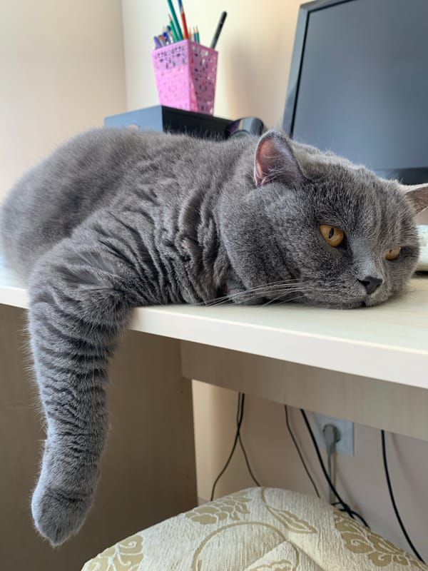 Grey British Shorthair lounging and peeking around a Ternopil desk