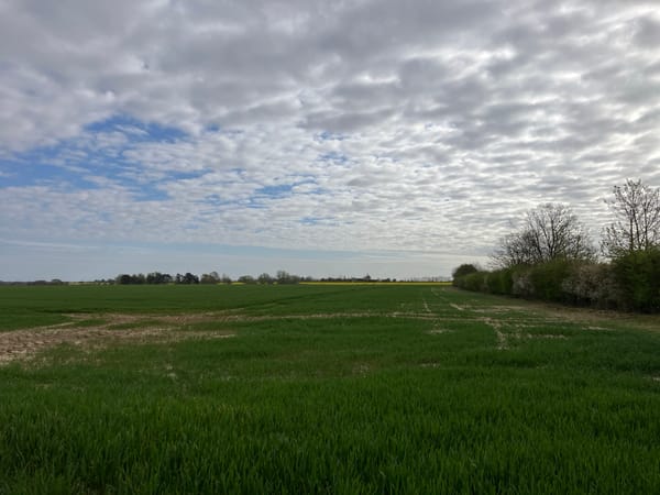 Rural field near Wix shows mixed grass conditions