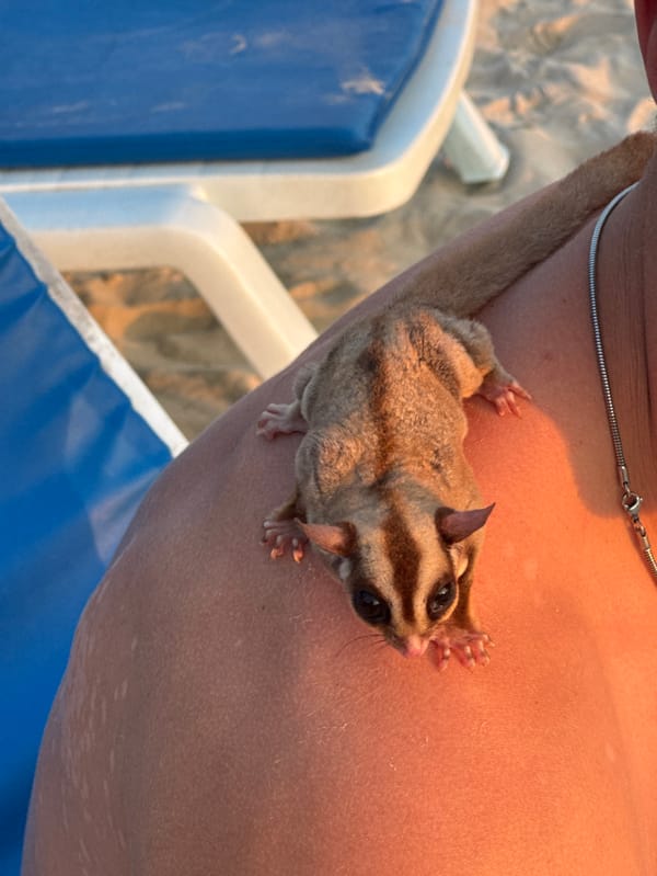 Tourist documents sunset and sugar glider encounter at Karon Beach