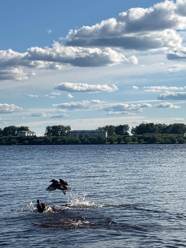 Ducks lifting off the water in Arkhangelsk