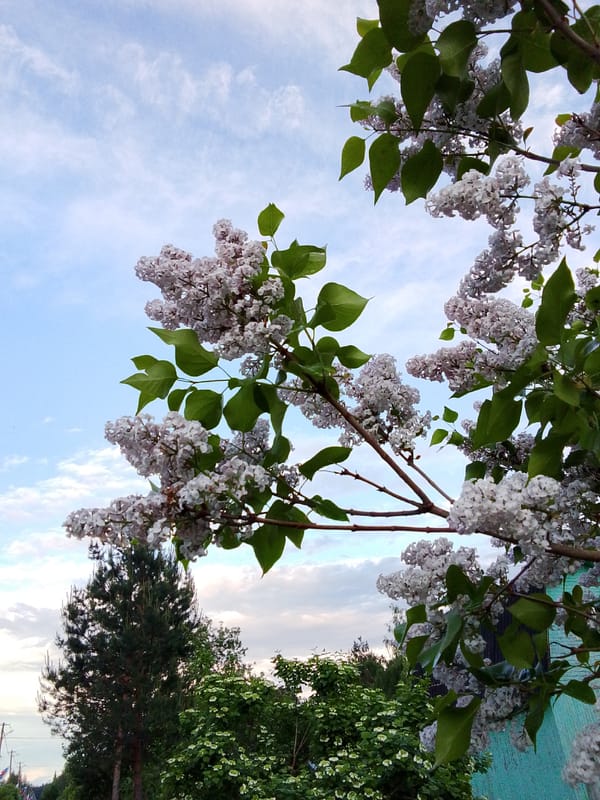 Spring blooms and sky documented in Snopok Novyi, Russia