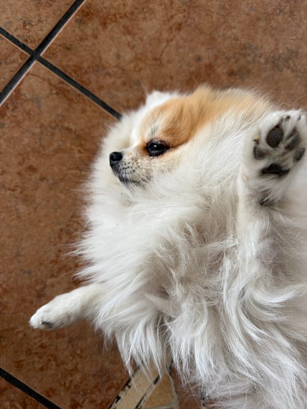 Pomeranian dog rests on back on tiled floor in Cuautla