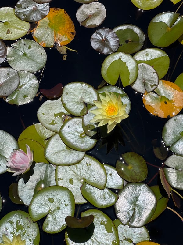 Water lilies bloom in Kiryat Bialik pond