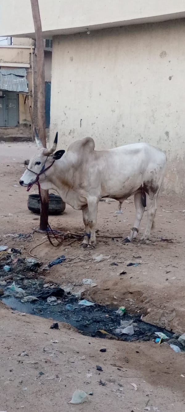 Tethered bull spotted in Kano, Nigeria early morning