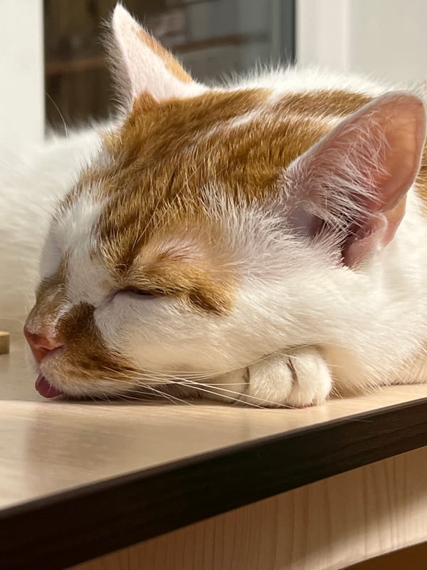 Cozy Minsk apartment: a sleepy cat and handmade décor