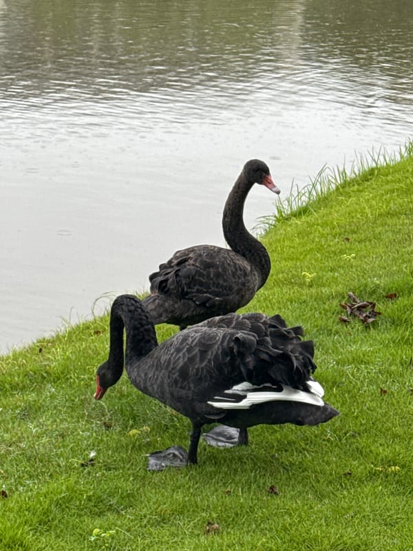 Rainy day at a Jiangjin park: swans, lotus ponds, and umbrellas