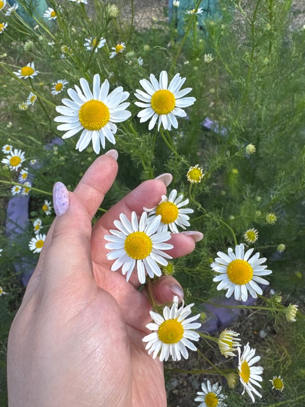 Daisies, puddles, and a rusted truck in a summer field