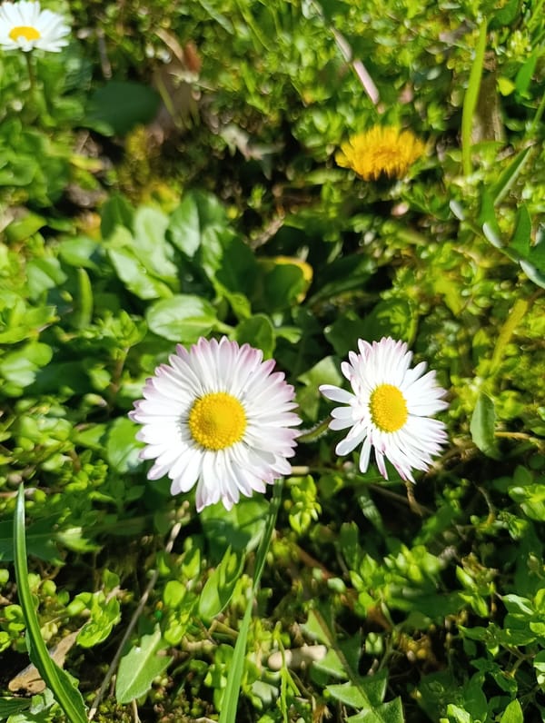 Daisies bloom among grass in Kardzhali garden