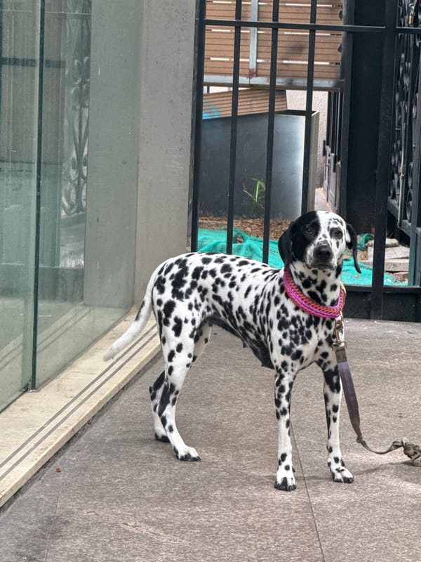 Morning sidewalk rest: Person and Dalmatian pause in Shanghai