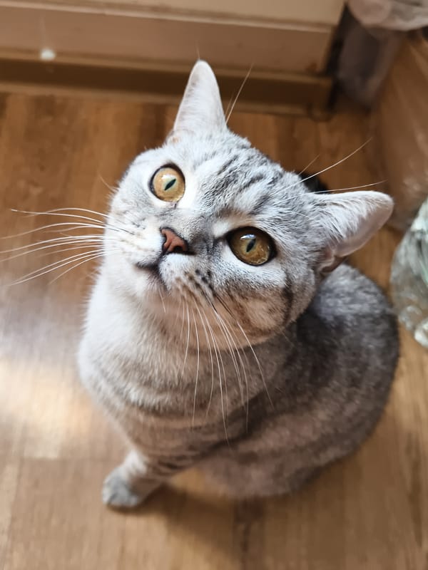 Silver tabby cat photographed around the house, multiple angles