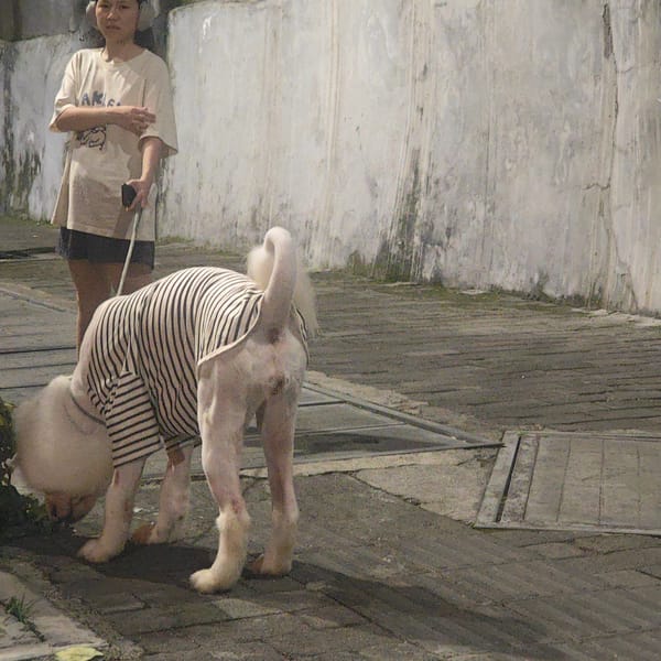 Woman walks large dog in Jiulongpo District evening