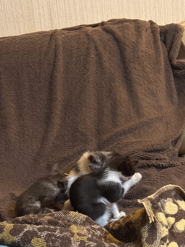 Kittens napping and piling together on a cozy blanket