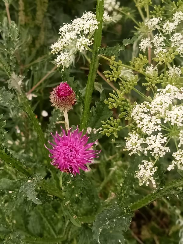 Rainy afternoon in a city park, flowers and wildlife up close