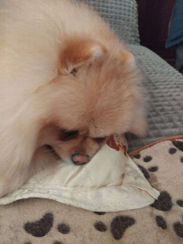 Pomeranian dog rests on couch in Apriltsi home
