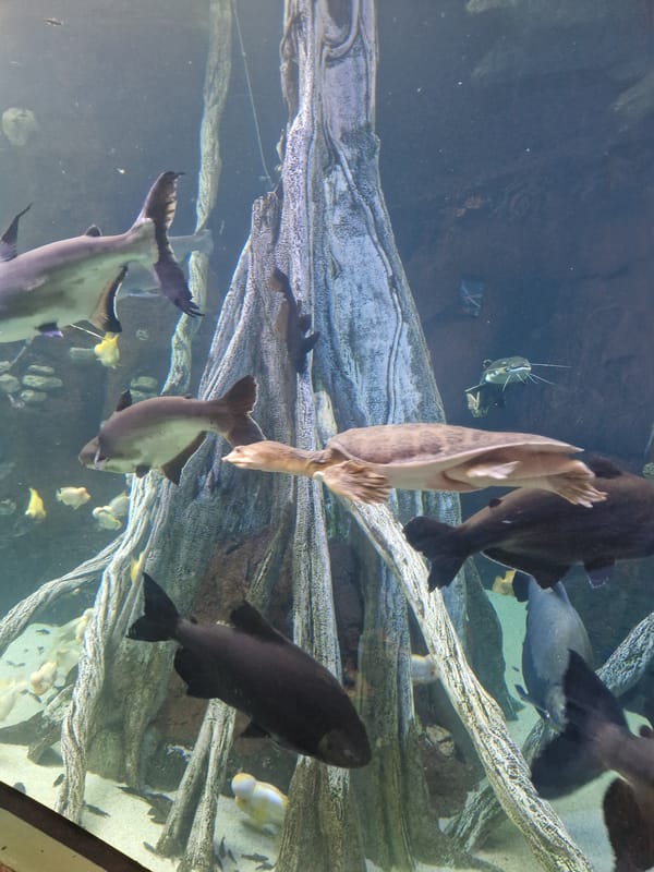 Aquarium exhibits showcase diverse marine life in multiple displays