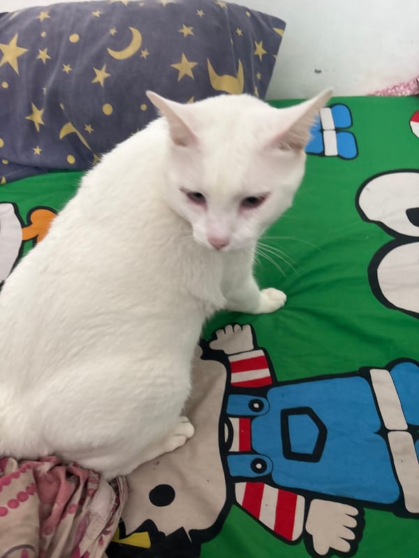 White cat with different colored eyes documented in Jakarta home