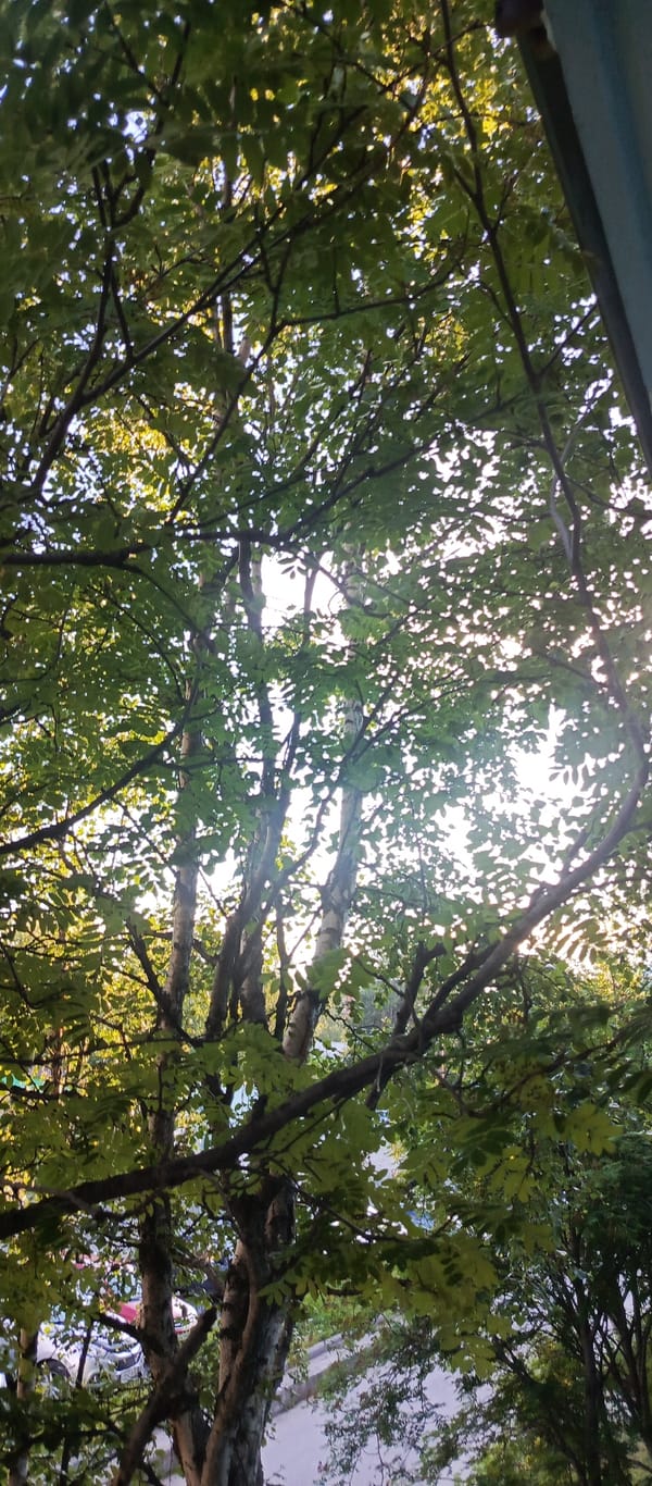 Through the treetops of a Polarnie Zori courtyard, summer afternoon.