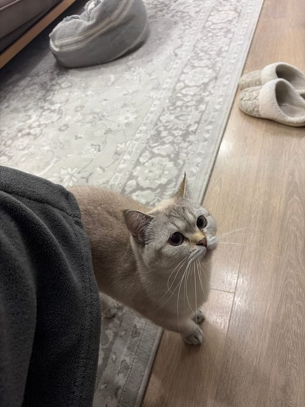 Domestic cats rest at home in Burgas, Bulgaria