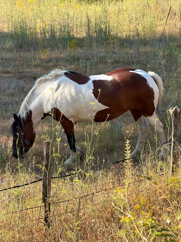 Horse and donkeys graze in a dry field, Općina Baška