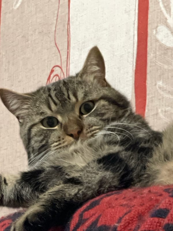 Green-eyed tabby cat chilling at home in Cherkasy