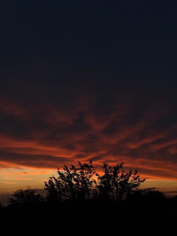 Storks, a cat, and a striking sunset sky