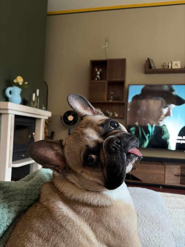 French Bulldog spotted looking curious in Sofia