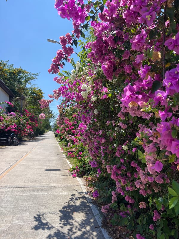 Morning street scene documented in Rawai, Thailand