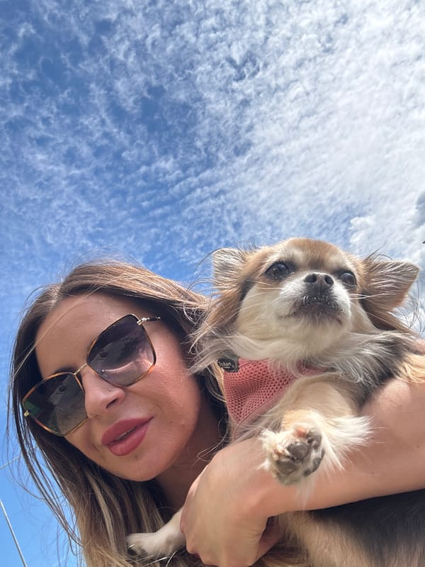 Afternoon outing in Saint Petersburg with a chihuahua in tow