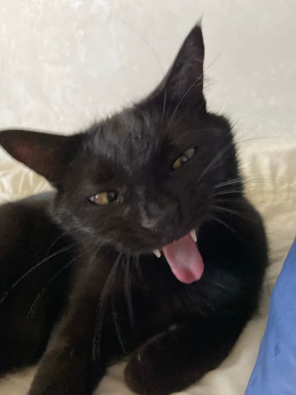 Black cat yawning and resting, shot close up