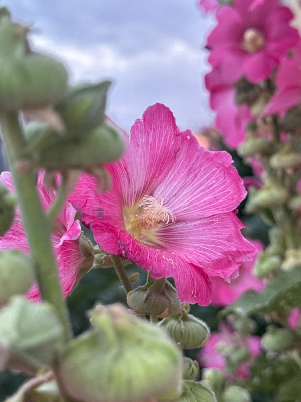 Afternoon flower macro shots mixed with urban dusk scenes