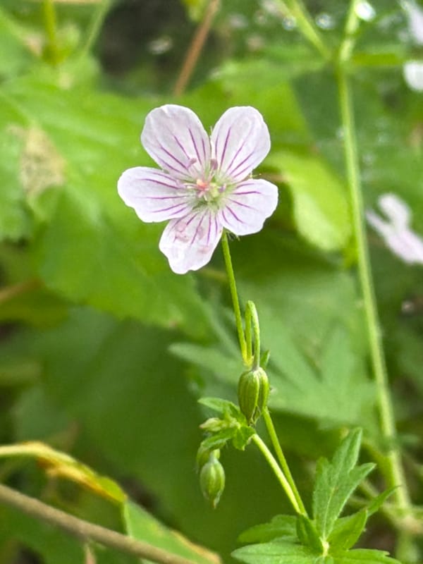 Wild flora up close — flower and pine seedling near Tsiolkovsky