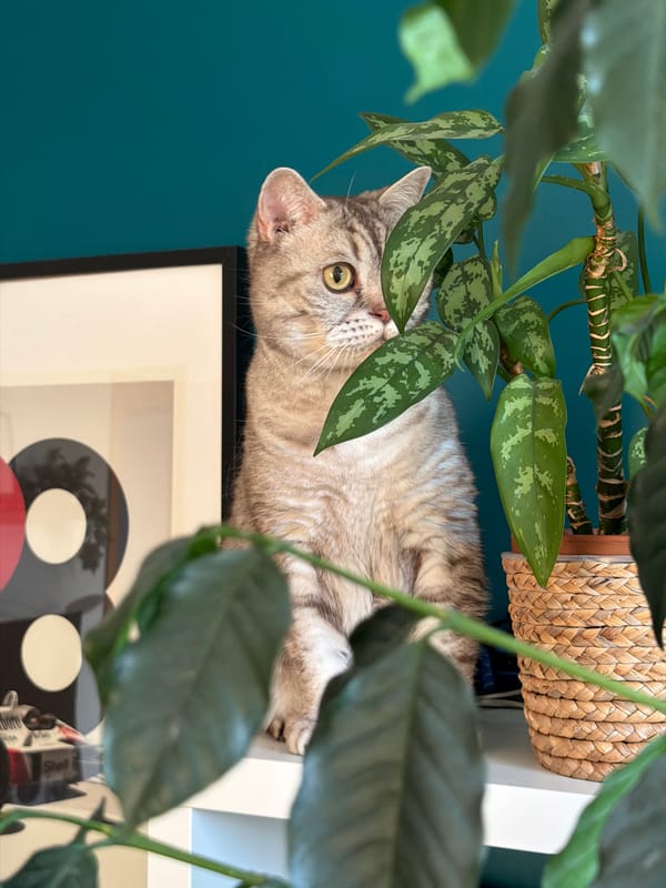 Tabby cat spotted lounging and eating treats in Riga home