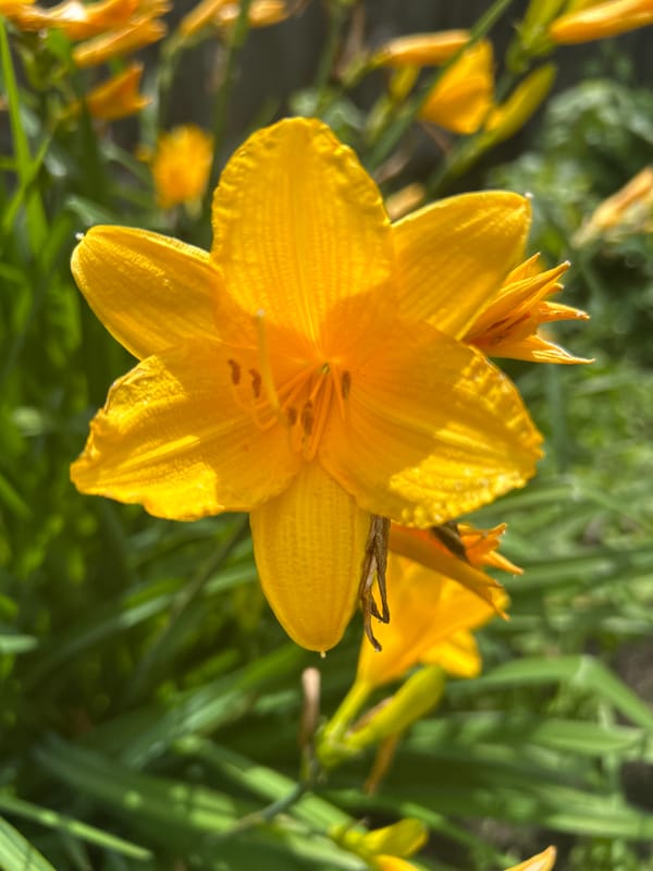 Morning garden blooms and cats in Sibay, Russia