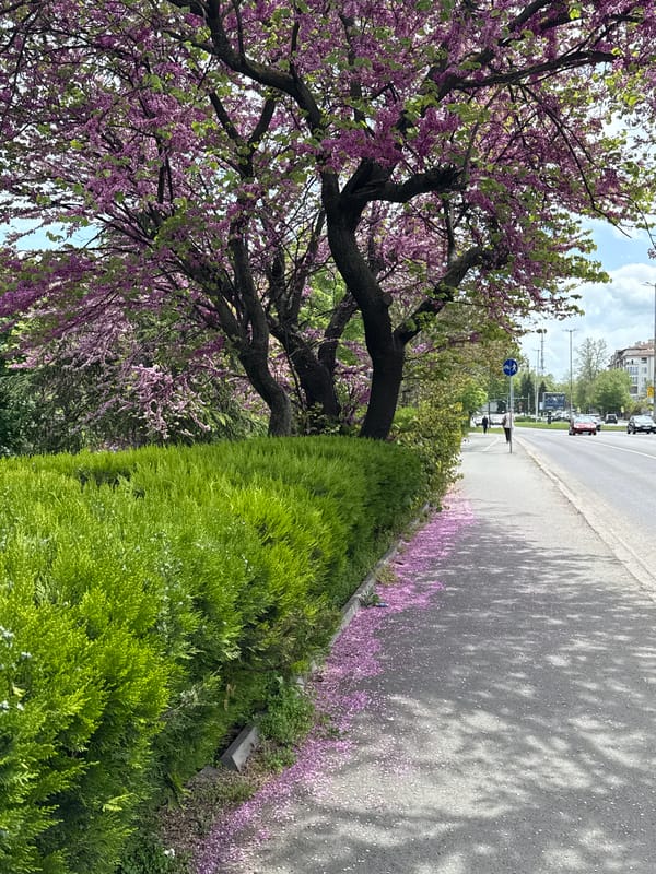 Spring blooms scatter pink petals on Burgas street