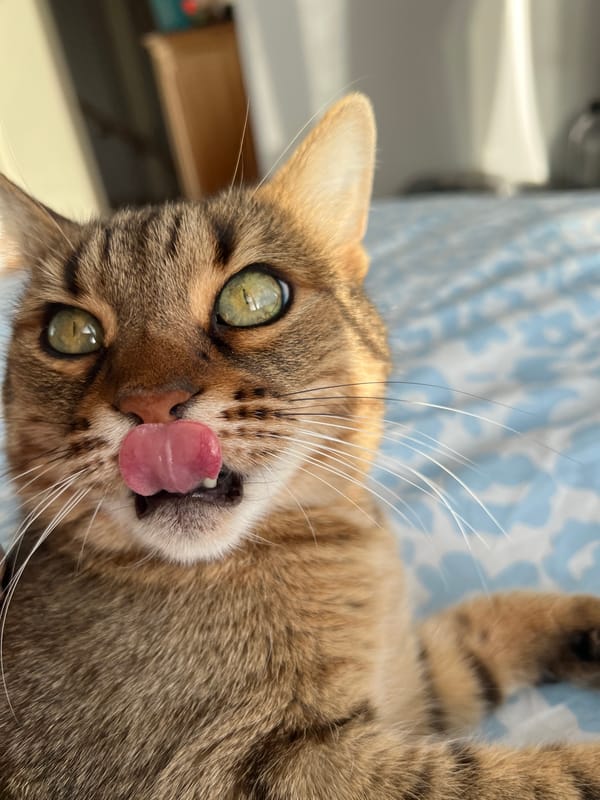 Tabby cat photographed in various indoor poses in Beverwijk