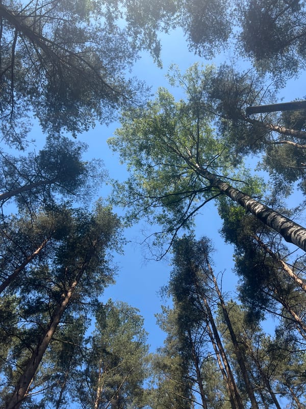 Morning forest walk documented in Saint Petersburg parks