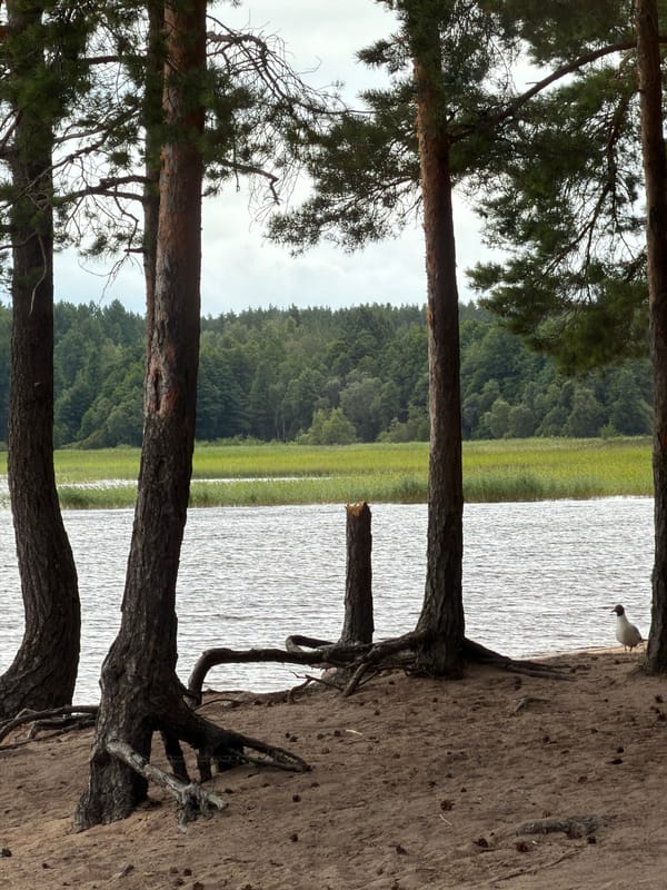 Lakeside stop in Russian pine country, mug on the dash