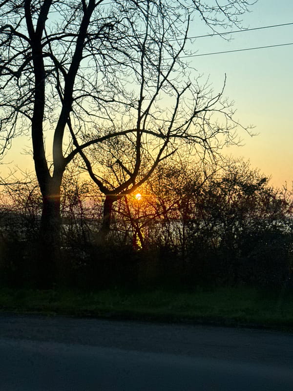 Sunset observed through bare trees in Burgas, Bulgaria