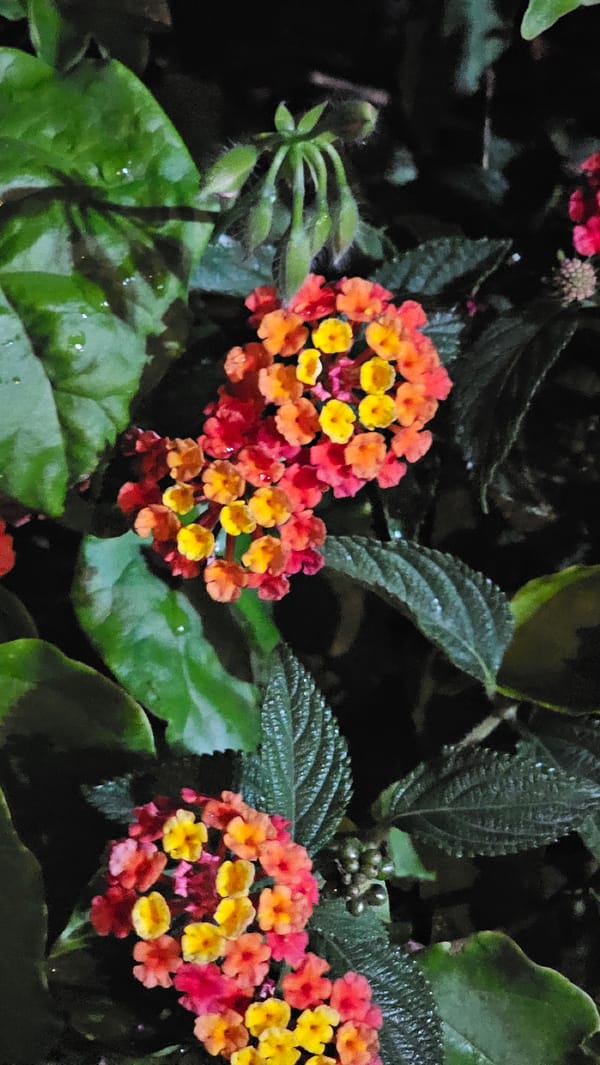 Casual street scenes documented in Mexican town early morning